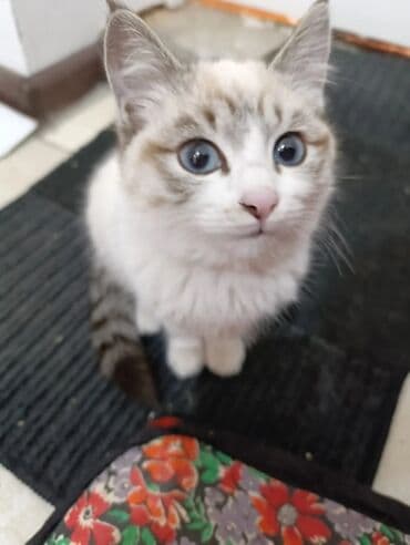 возьму собаку в добрые руки: 🐾 Очаровательные котята ищут добрые руки! Наша кошка снова стала — 9