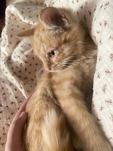 Животные: Кошка даром: Беспородная, 3 месяца, Девочка — 3