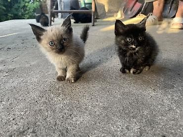Отдадим котят в хорошие руки 4 котенка : 3 девочки и 1