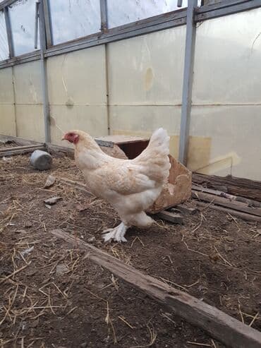 Шелковые Куры ( по 2000с. ) и карлики ( по 800с. ) — 10