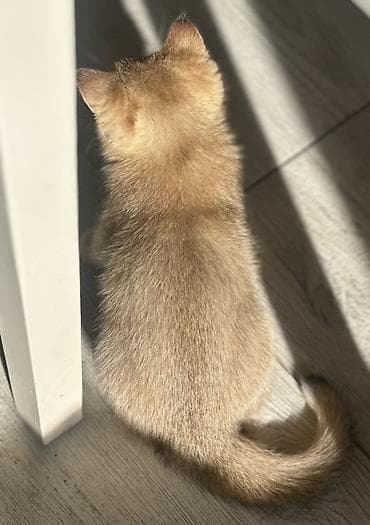 кошачий лоток: Скотиш Страйт (Шотландская прямоухая), 3 месяца, Мальчик, Серебристая шиншилла, Приучена к лотку — 5