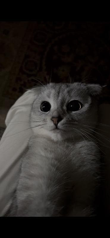 корниш рекс цена: Шотландский вислоухий котёнок (Scottish Fold), окрас серебристый — 6