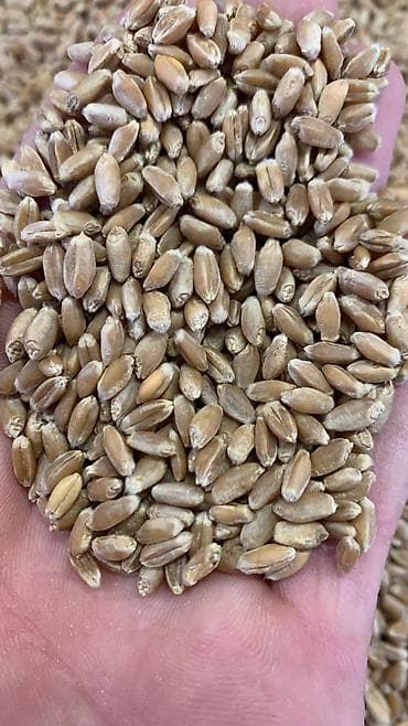 корм для собак мешок 25 кг недорого: Таза Буудай Сумолоко Ондуруп сутун ичкенге,Пшеница чистая отборная для — 3