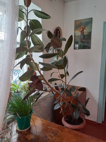 Продаётся комнатный цветок /фикус/ цена договорная