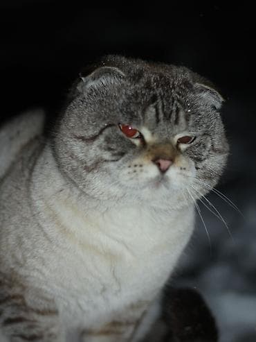 Табылган жана жоголгон мышыктар: Жоголгон : Скотиш Фолд (Шотландиялык шалпаң кулак), Эркек, Ак — 1