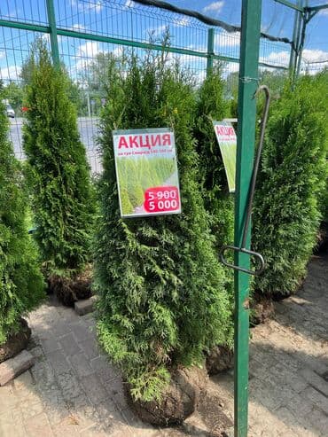 купить черемуху: Саженцы деревьев: Туи — 3