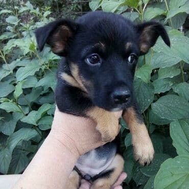 сколько стоит лабрадор ретривер: Любящих хозяев ищет маленькая девочка Ная, возраст 1,5 мес, кушает — 2