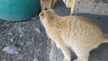 шотландская кошка черная: Скотиш Фолд (Шотландская вислоухая), 9 месяцев, Мальчик, Рыжий — 2