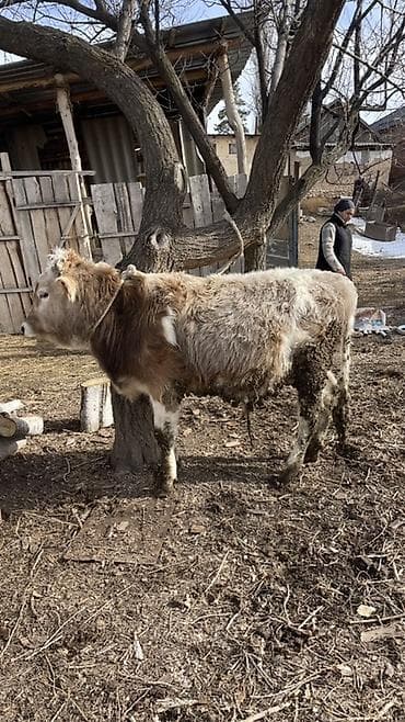 Үй жаныбарлары: Сатам | Бука (эркек) | Бордоп семиртүү үчүн | Байланган — 2