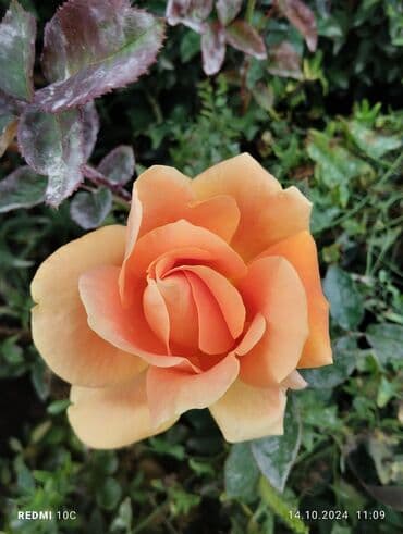 Садовые инструменты и инвентарь: Саженцы цветка: Розы — 13