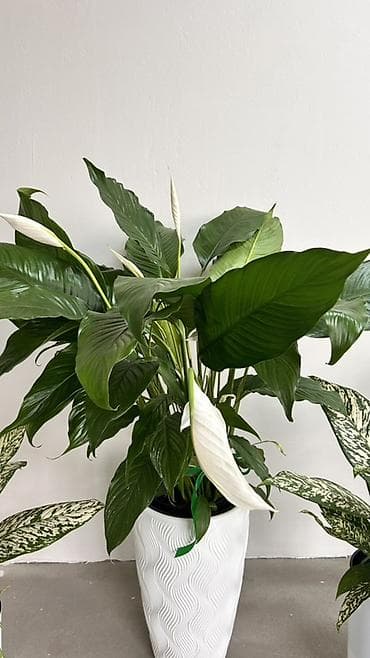 Спатифиллум (Spathiphyllum), крупное комнатное растение с белыми