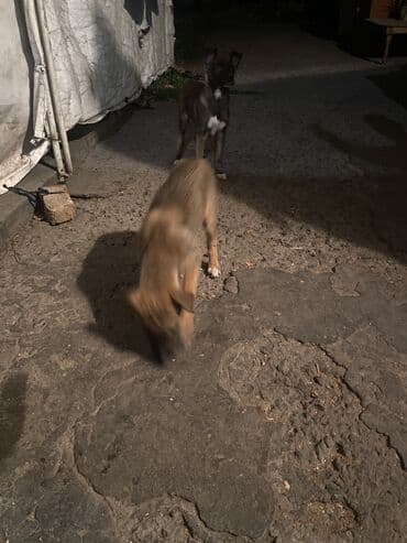 французский бульдог купить бишкек: Овчарка, 2 месяца, Самка — 3