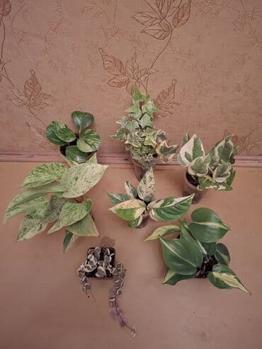 купить большие комнатные растения: Коллекция комнатных растений с декоративной листвой (в горшках) — 45