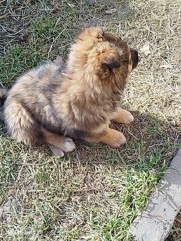 лабладор собака: Собака даром: Дворняжка, 2 месяца, Самка — 3