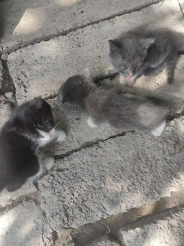 Кошки: Отдам котят хорошим добрым людям — 1