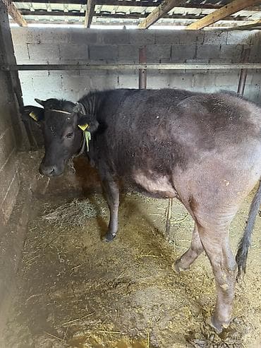 Продаю | Тёлка