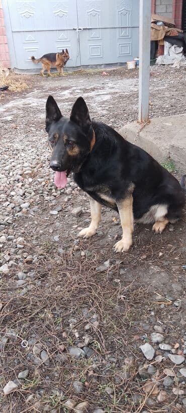 Продаю восточной европейские овчарки самка и кобель по 3,5 года щенок
