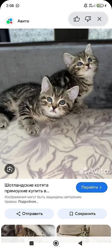 кошка жалал абад: Отдам котят в добрые руки ГОРОД ОШ ГОРОД ОШ ГОРОД ОШ ГОРОД ОШ — 3