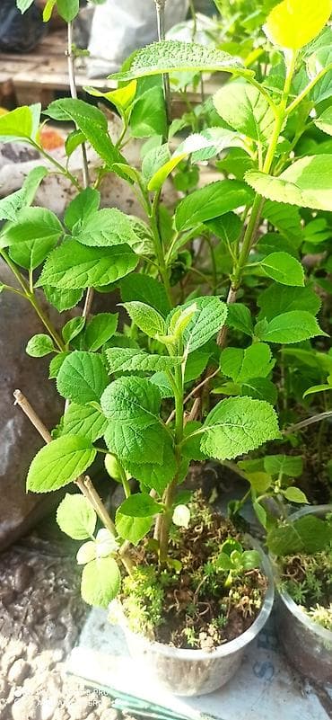 декабрист цветы: Гортензия древовидный (Анабель ) шаровидная белая местная — 3