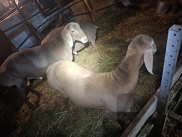 canada goose: Продаю | Овца (самка) | Для разведения | Матка — 5