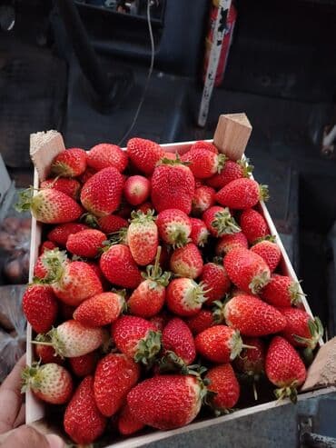 голландские семена в бишкеке: Клубника Оптом — 1