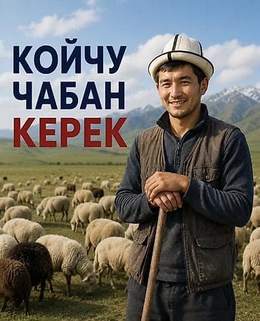 Вакансия: нужен койчу/чабан (пастух овец). Описание работы: - Выпас и at lalafo.kg Вакансия: нужен койчу/чабан (пастух овец). Описание работы: - Выпас и