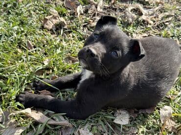 рынок собак в бишкеке: Отдам в добрые руки щенков не сильно крупные вырастут . Звоночки для — 3