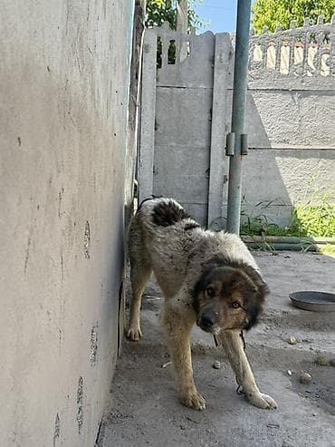 Животные: Собака даром: Дворняжка, 3 года, Самец — 1
