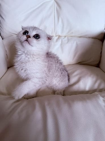Мышыктар: Чистокровные шотландские вислоухие котята 🐾(Scottish Fold) — 3