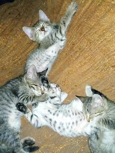 Животные: Котята-полосатики домашние - Окрас: классический табби — 4