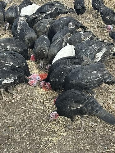 кыргыз довот ит: Сатам | Ургаачы күрп (ургаачы), Эркек күрп | Көбөйтүү үчүн | Асыл тукумдуу — 8