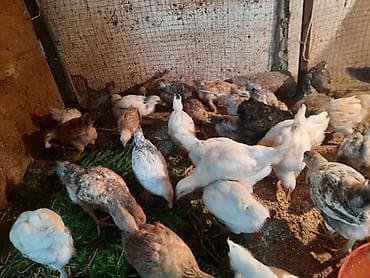лоток для кроликов: Продаю | Цыплята | Для разведения — 3