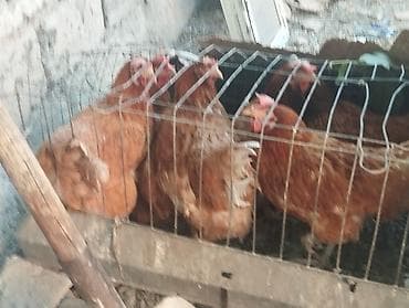 цыплята брама бишкек: Продаю курей Хайнлайн соня браун — 2