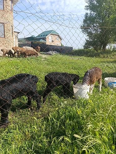 птицы бишкек: Продаю | Ягненок | На забой — 1