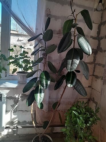 каракол мебель: Фикус эластика (каучуконосный) 2 шт 1500 за шт — 1