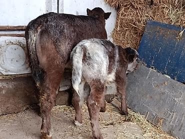 ангус уй: Продаю | Бык (самец), Тёлка, Музоо, торпок | Бельгийская — 8