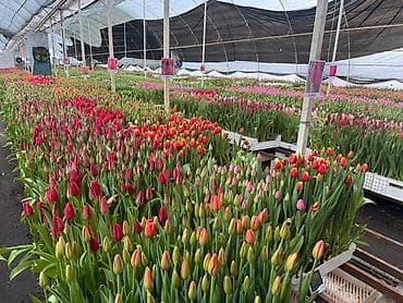 Тюльпаны из теплицы — срезка и луковицы - Разнообразие окрасов