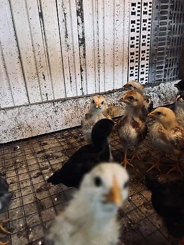инкубационный яйцо куриное: Продаю | Куры, Петух, Цыплята | Для разведения — 2
