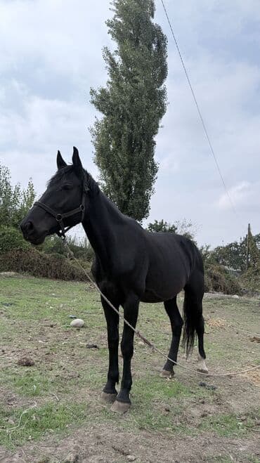 сколько стоит немецкая овчарка в бишкеке: Продаю | Кобыла (самка) | Для разведения — 3