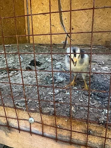 паилка для кур: Продаю | Цыплята | Для разведения — 6