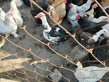 канарейка цена: Продаю курей домашних несуца, и селезень индоутка — 2