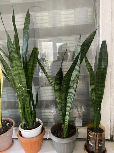 облепиха саженцы: Сансевие́рия 
Высота 70см — 2