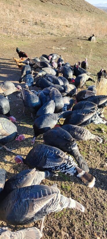 мал айдана ит керек: Продаю | Индюк (самец) | Племенные — 10