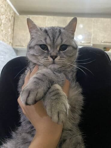 шотландская золотая шиншилла цена: Шотландская прямоухая короткошерстная кошка серебристого окраса — 3