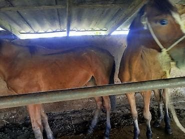 пародистый кошка: Продаю | Жеребец — 1