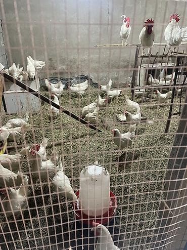 бройлер цена за кг: Инкубационные яица ( Чистокровная порода Легорнн белый стандарт) — 8