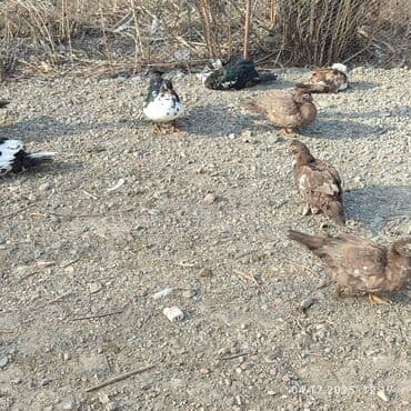 бельгийская овчарка малинуа цена: Мускусные утки (индоутки), разноцветные окрасы. Особенности: - — 1