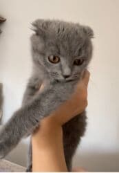 домики для кошек: Скотиш Фолд (Шотландская вислоухая), 4 месяца, Девочка, Серый, Приучена к лотку — 5