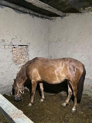 кошка 303: Продаю | Кобыла (самка) | Рабочий — 2