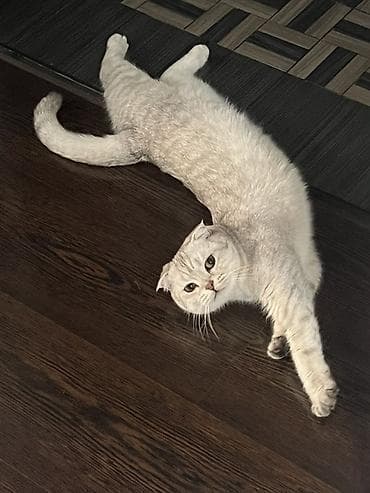 чихуахуа девочка: Скотиш Фолд (Шотландская вислоухая), 2 года, Девочка, Серебристая шиншилла, Кастрирована, Приучена к лотку, Проглистована — 3